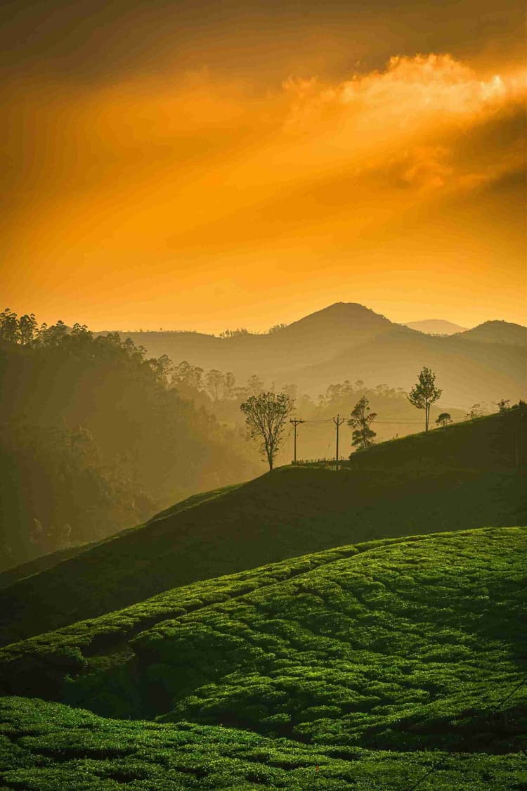 Munnar tea plant hills