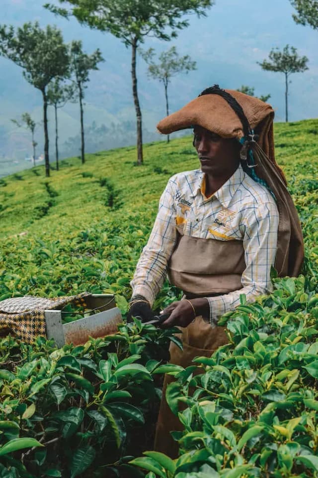Women trimming teaplant